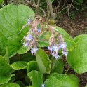 Trachystemon orientale (3)